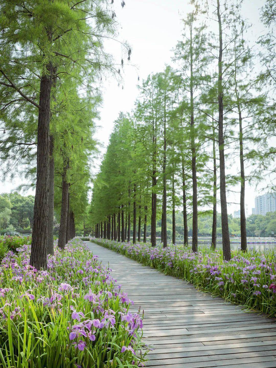 鸢尾花_公园_活动