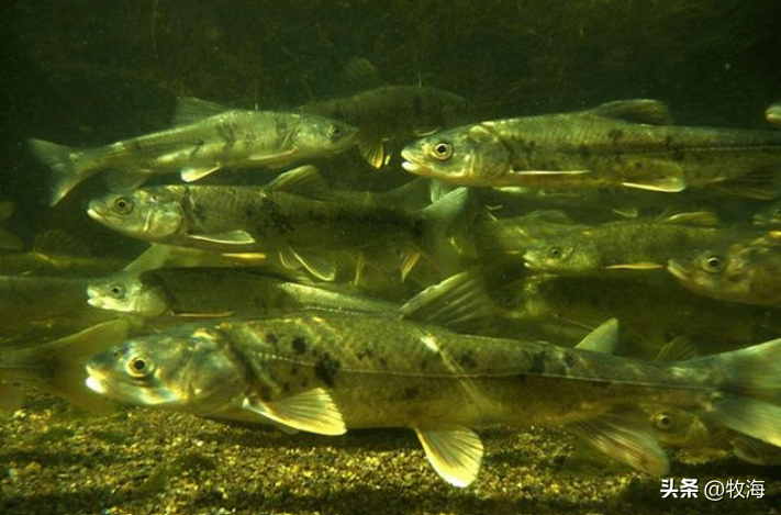 班公湖:中国三大界湖之一,是鱼和鸟的天堂,为何却遭印度惦记?