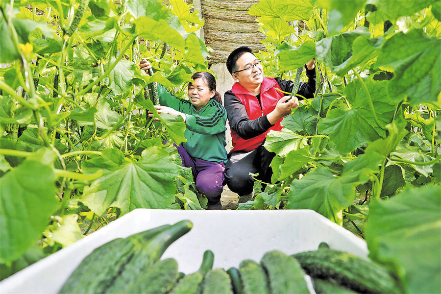 志願者幫助菜農採收黃瓜_新莊村_鄉村_村民