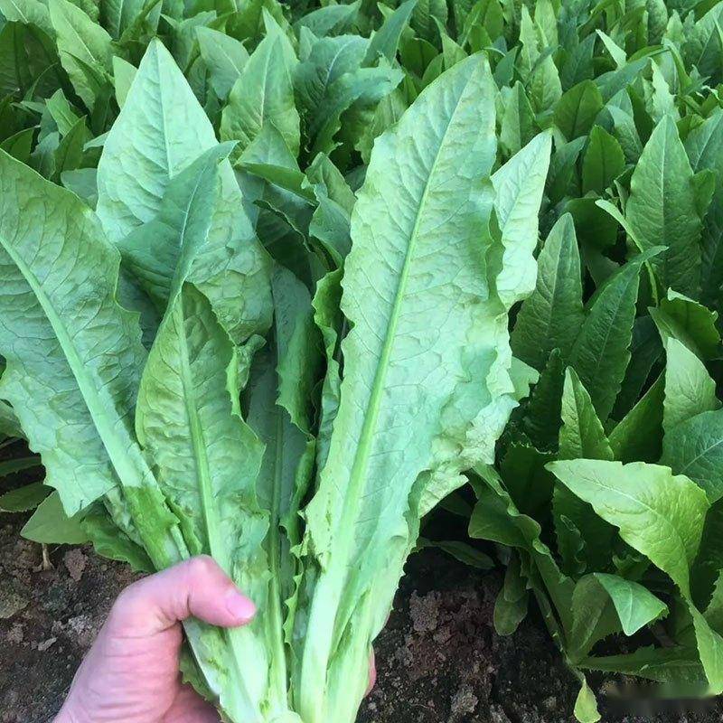 立夏之后,这些偏耐热的速生叶菜品种,可以抓紧时间安排咯~_生菜_油麦