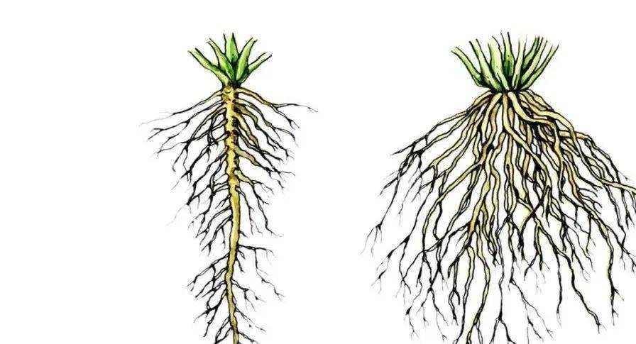 要想作物长得好,产量高,得从养根,护根,保根做起!_根系_植物_能力