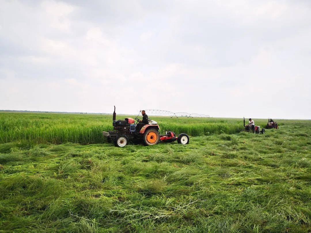 育繁推一体"羊草产业发展模式_小街基镇_生态_种植