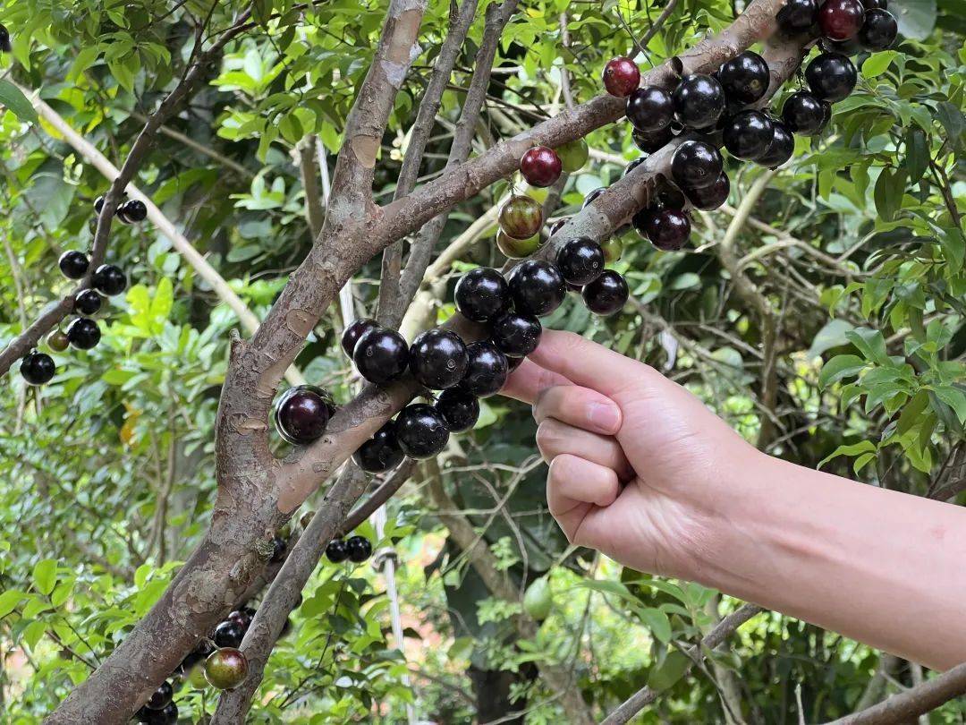 嘉宝_街坊_水果