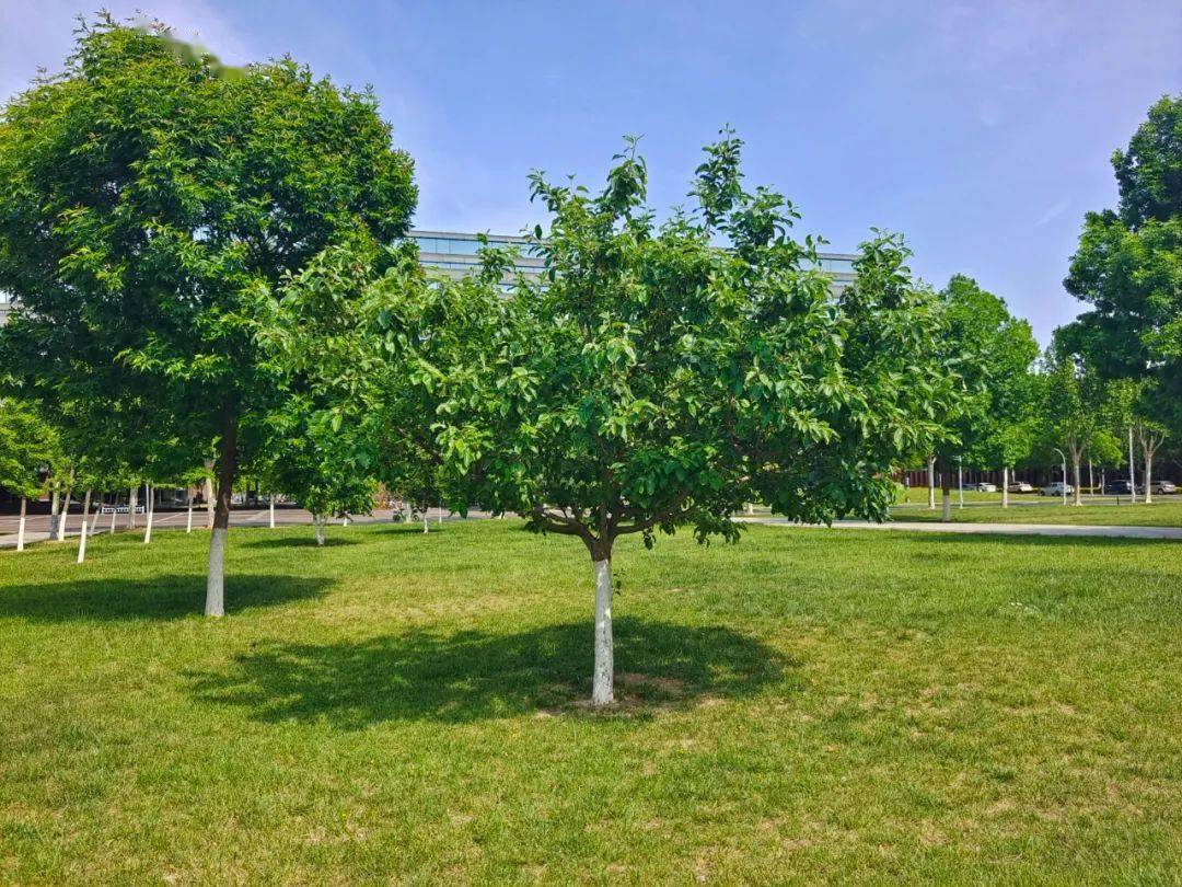 天津大学北洋园校区的牛顿苹果树开春时给它施过一次肥,这两天刚给