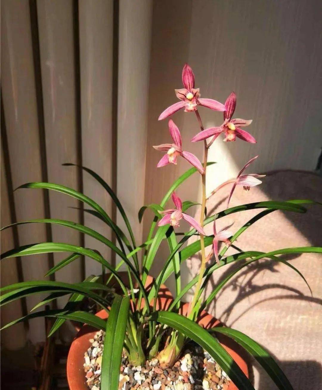 养兰植料影响着浇水成败,经验不足者可选用"3合1"植料配方!