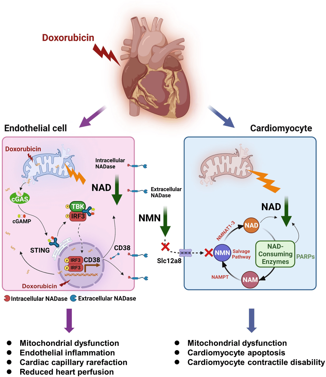 circ res丨复旦大学葛均波/孙爱军发现阿霉素诱导心脏毒性的潜在机理