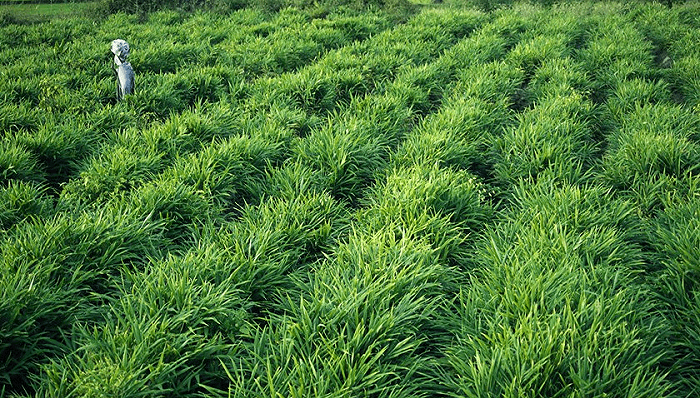 农民种生姜被铲:治理耕地"非粮化"痛点怎么破?_种植_保护_生产