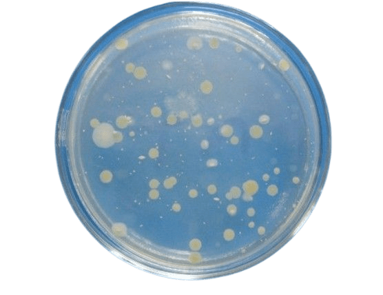 菌落总数的测定!不看你就out啦!_样品_食品论坛_培养基