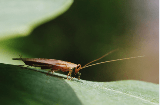 蟑螂有很多别名,比如蜚,蜚蠊,负盘,黄贼,石姜,滑虫,茶婆虫,香娘子,赃