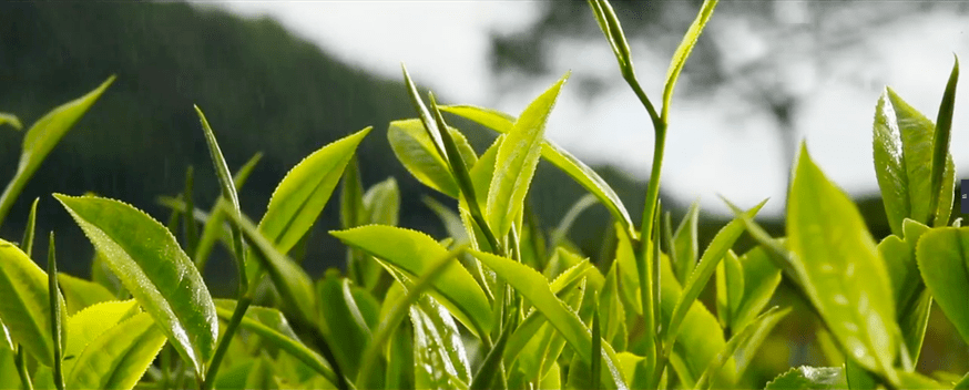 【贵州名茶】 普定朵贝贡茶