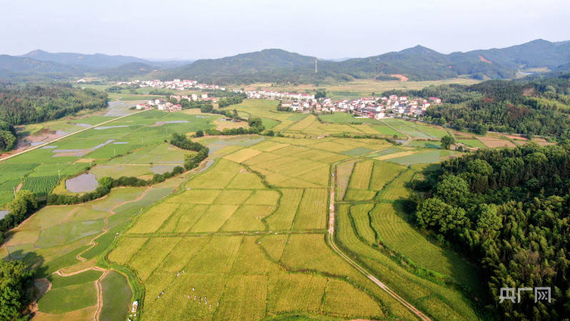 逐梦中药材 乡亲富起来_种植_砚溪镇_靖辉