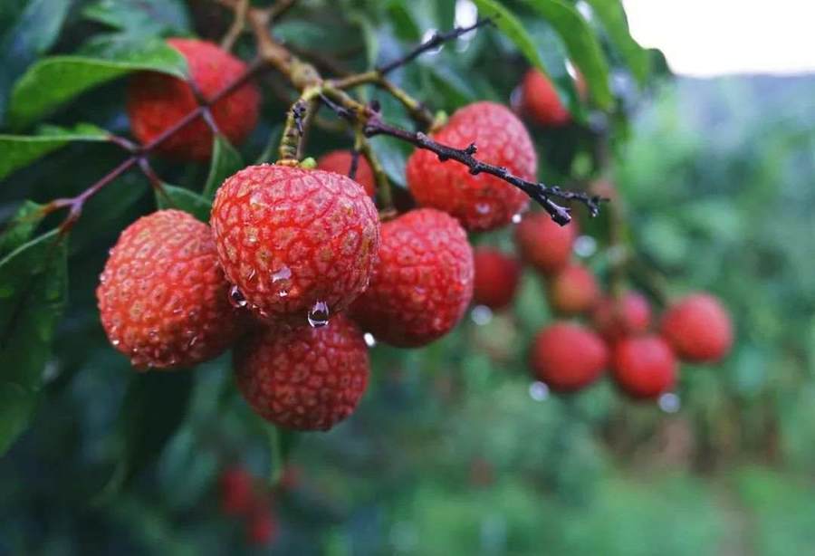 “荔枝季”来袭，今年的第一口鲜荔枝“炫”哪种？_品种_产地_广东