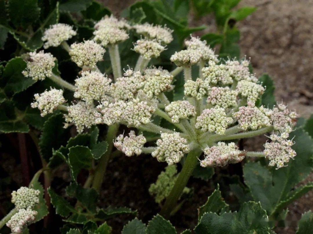 救救象山海边珍稀植物——珊瑚菜_地下_植株_花序