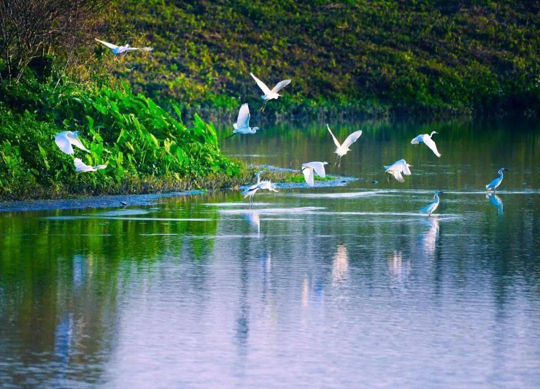 母亲节,带妈妈探秘丹灶鹭鸟天堂!送福利