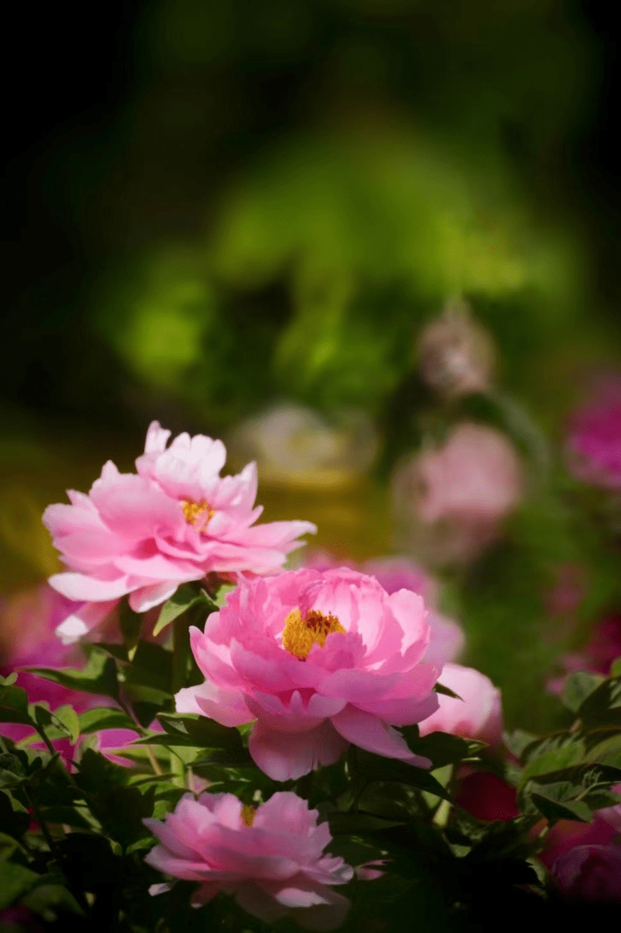 秦皇岛万株牡丹进入盛花期,这些地方可赏!_人民公园_品种_郑丽