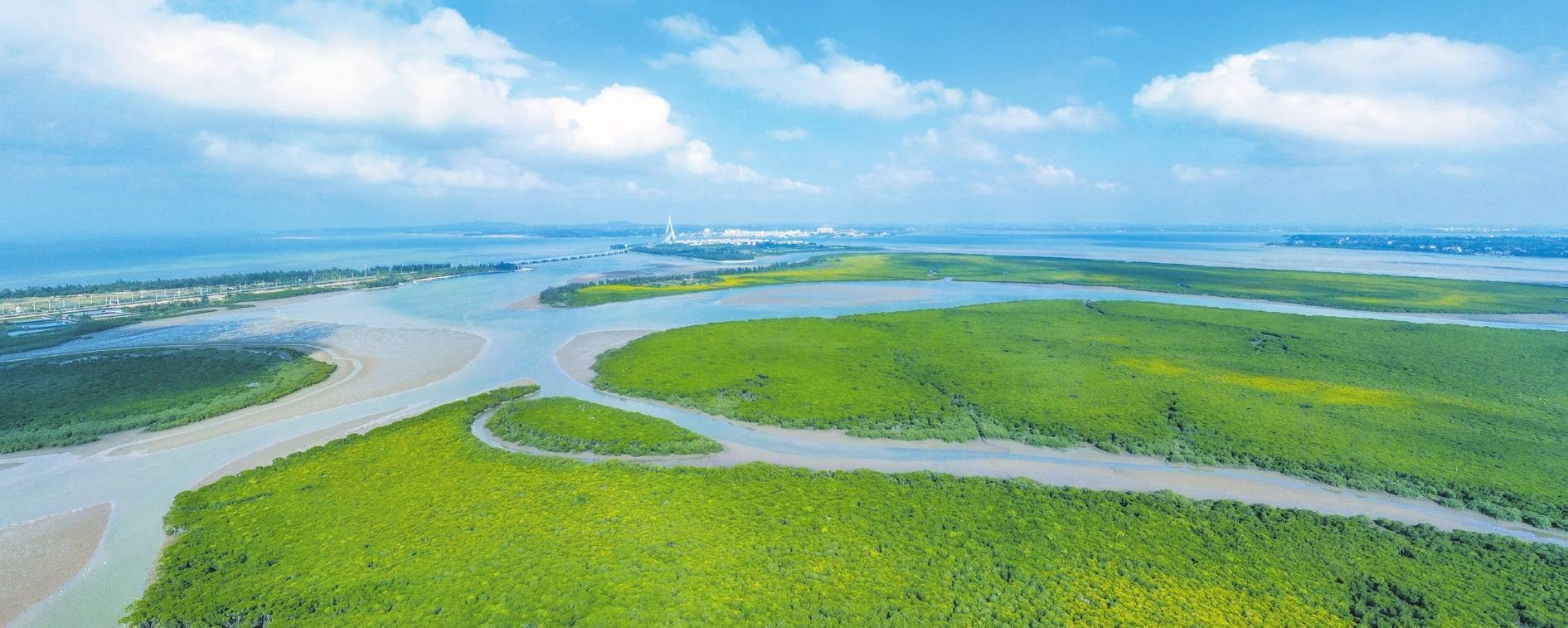 海口:蒼翠欲滴紅樹林 生態天堂東寨港_自然保護區_植物_馮爾輝