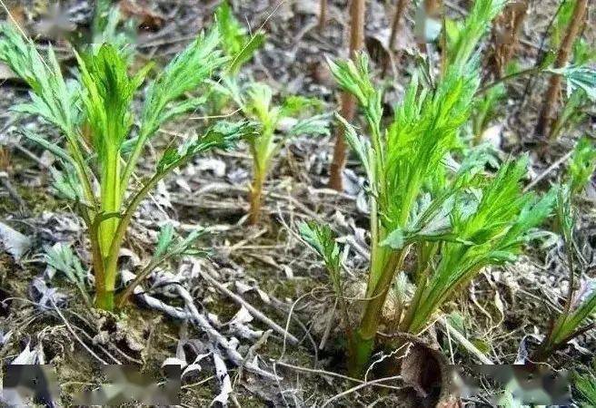 龙江揭秘 | 黑龙江的山野菜到底有多野?_东北_食用_柳蒿芽