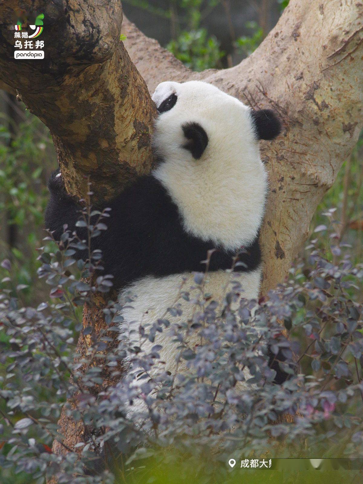 大运会将至,成都熊猫的运动氛围已拉满_淼淼