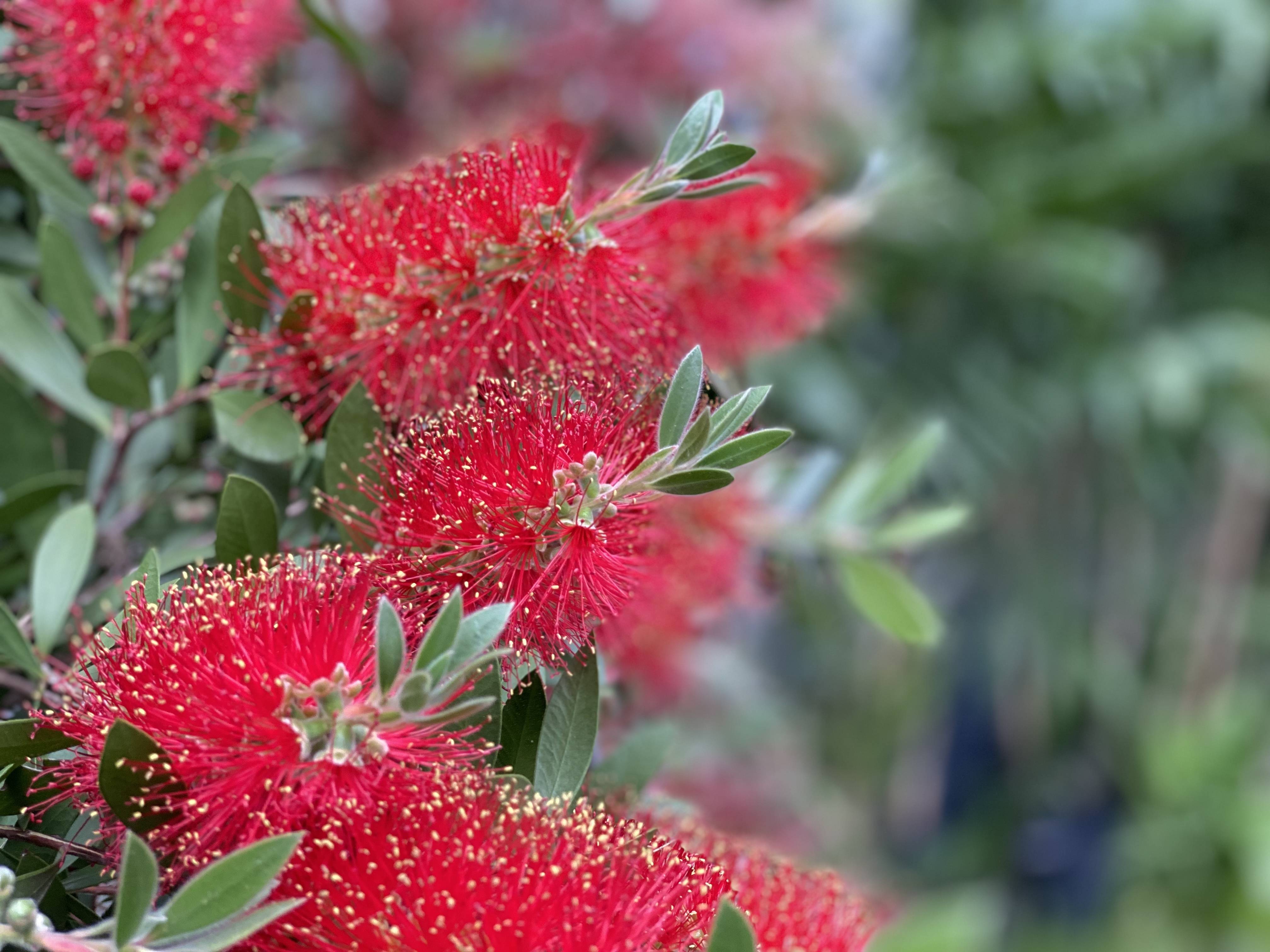 这热烈的红色,让人眼前一亮,它的名字叫"红千层",是桃金娘科红千层属