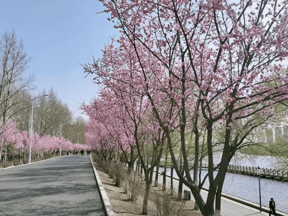 长春这几个地方颜值爆表_图片_网络_樱花