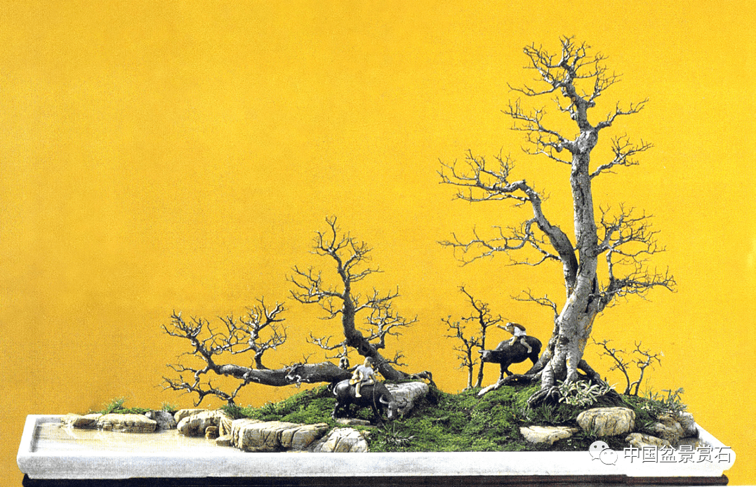 张志刚:重温赵庆泉水旱盆景,向经典致敬!_因为_中国_作品