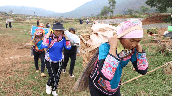 弥勒巡检司镇捕鱼节:全村狂欢 共庆丰收_村民_塘村_节日