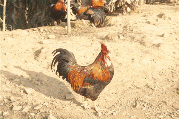 武山人!这家新开的农家乐你去了么?清雅园农家乐来啦_味道_柴火_地址