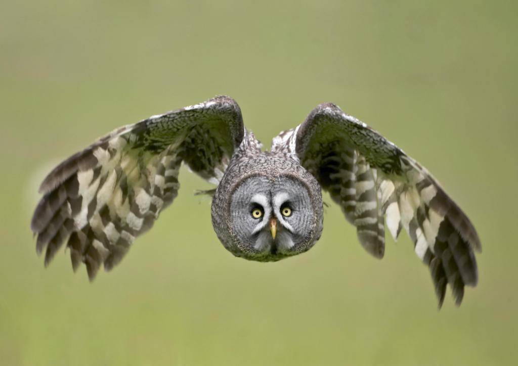 大眼萌鸮——猫头鹰_视觉_中国_张天航