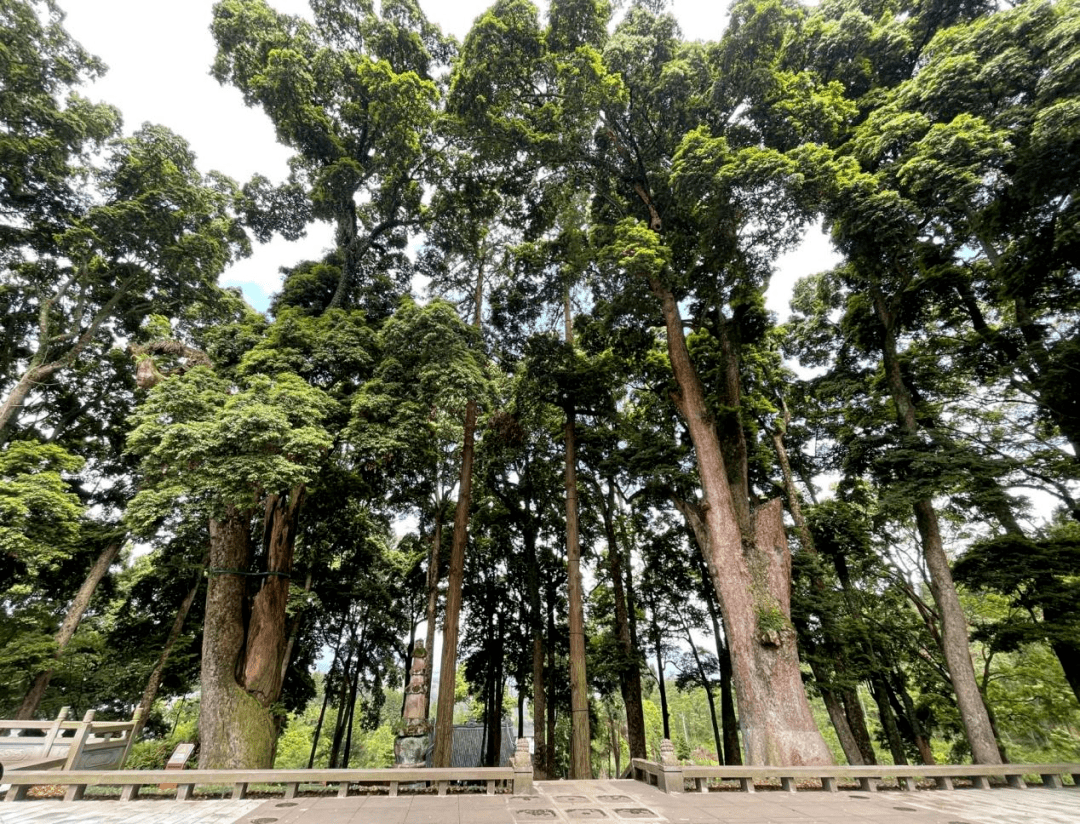 "荥经有着4700多年的人类活动史和2300年的建县史,孕育了颛顼故里,黑