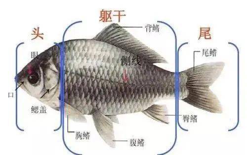 去了解鱼是靠鱼鳔来沉浮的,鱼生活在水中,用鳃呼吸,用鳍运动,鱼鳞就像