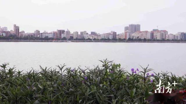 振文镇打造"一江两岸"的吴川"后花园"_发展_种植园_火龙果