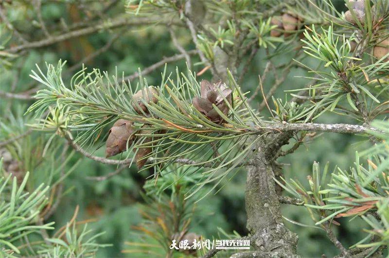 结果的银杉树.银杉种子.