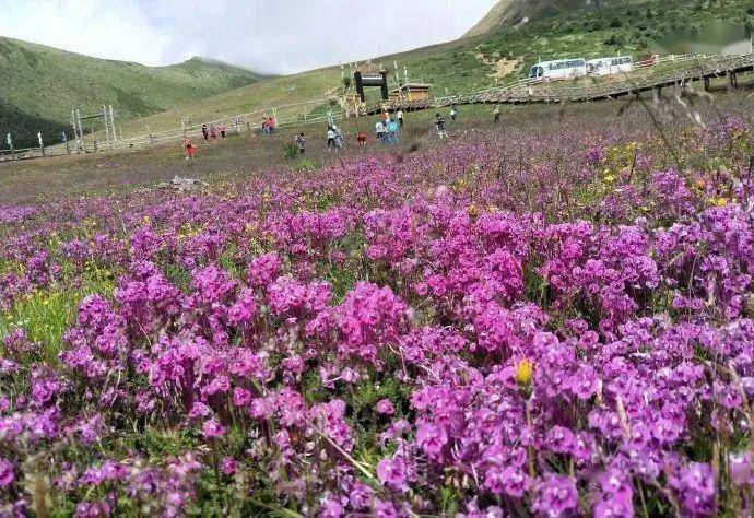 康定折多山西側的