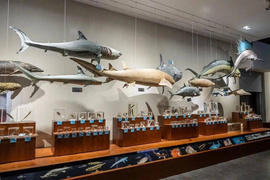 >>>无脊椎动物展区   (点击可放大)综合展厅全景北京林业大学博物馆