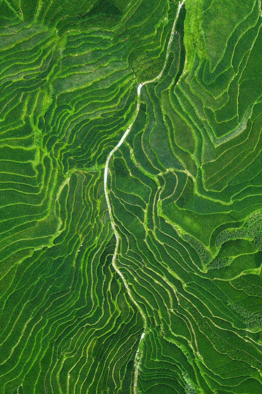 物覆蓋沉積物在水,陽光以及生物作用下變成肥沃的土壤進而農業發達