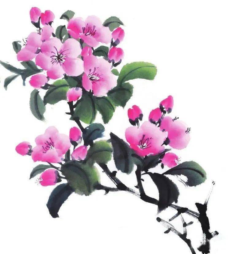 小写意海棠花的画法图片