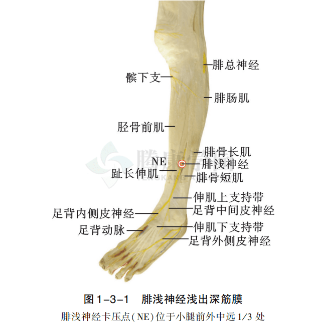 脊神經的解剖,損傷及其症狀_病變_壓迫_部位