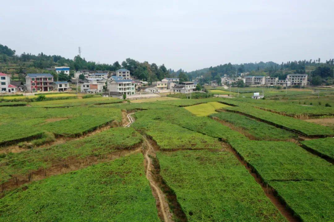 岑鞏縣天星鄉:吊瓜助農增收致富_種植_三星村_鄉村