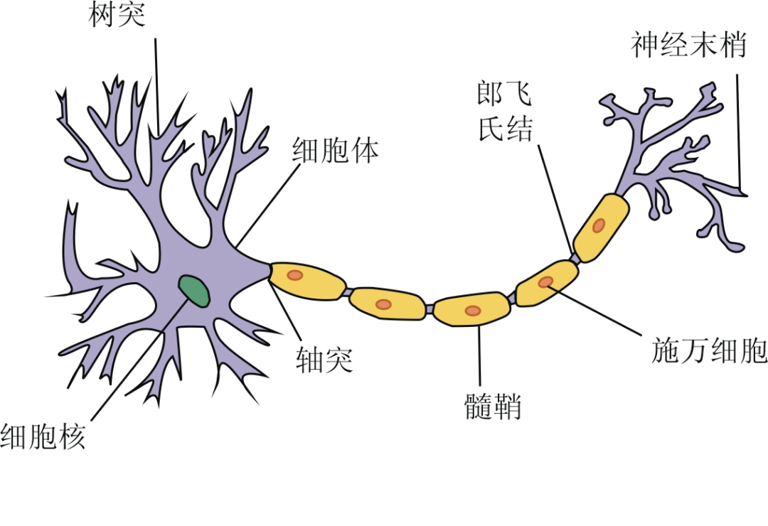 研究人員培養了大鼠海馬體(一個參與學習和記憶的大腦區域)的細胞,並