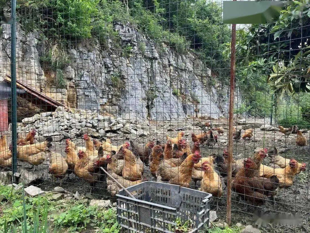 会成如今的养鸡场王奇从未想过自家庭院然而三月份之前自家的鸡圈里