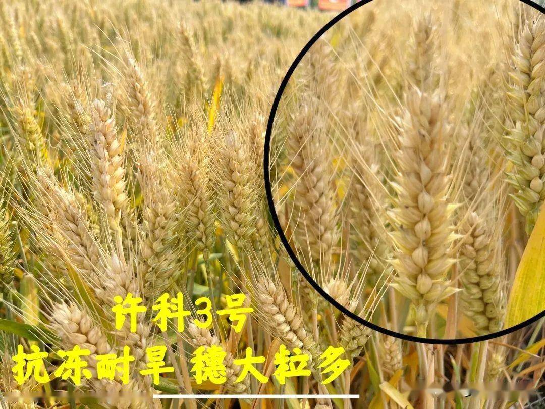 西农857小麦品种介绍图片