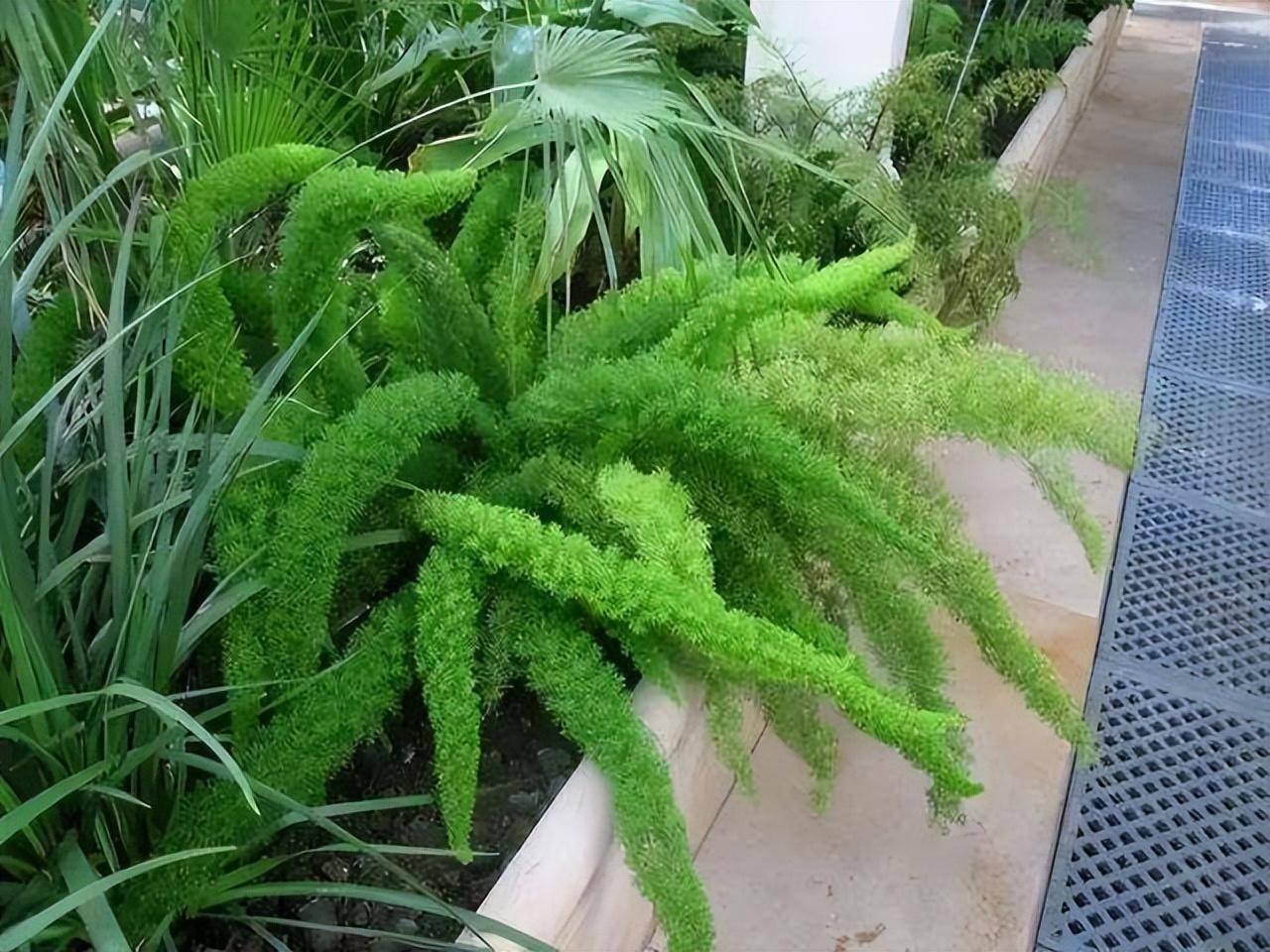 6种喜阴花,室内没阳光,反而长得旺,摆在家里,高端大气上档次_植物