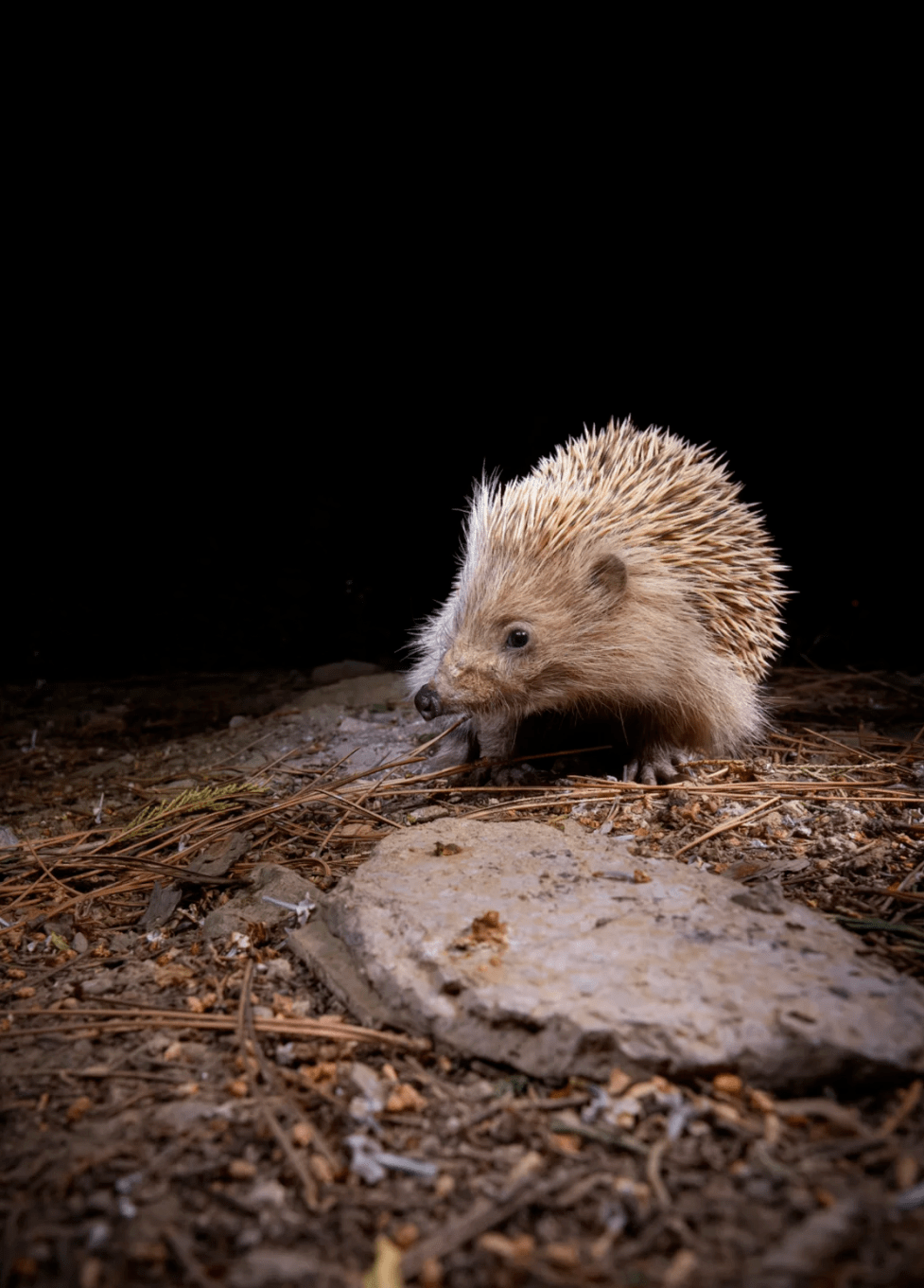刺猬是我们生活中常见的野生动物,但随着城市化的进程,数量也在逐渐