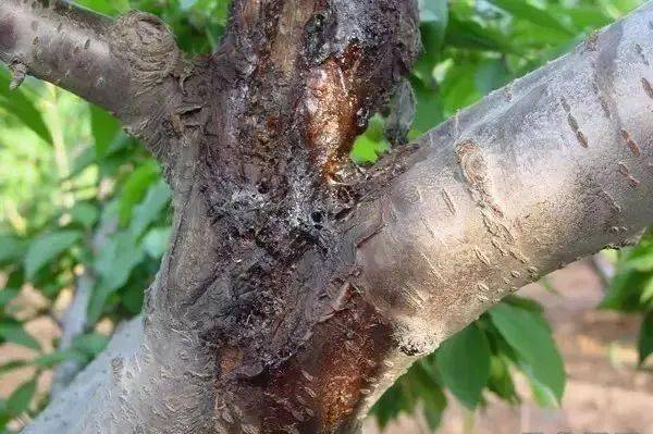 樱桃树采后管理——病虫害防治及夏季修剪!_疏枝_进行_幼虫