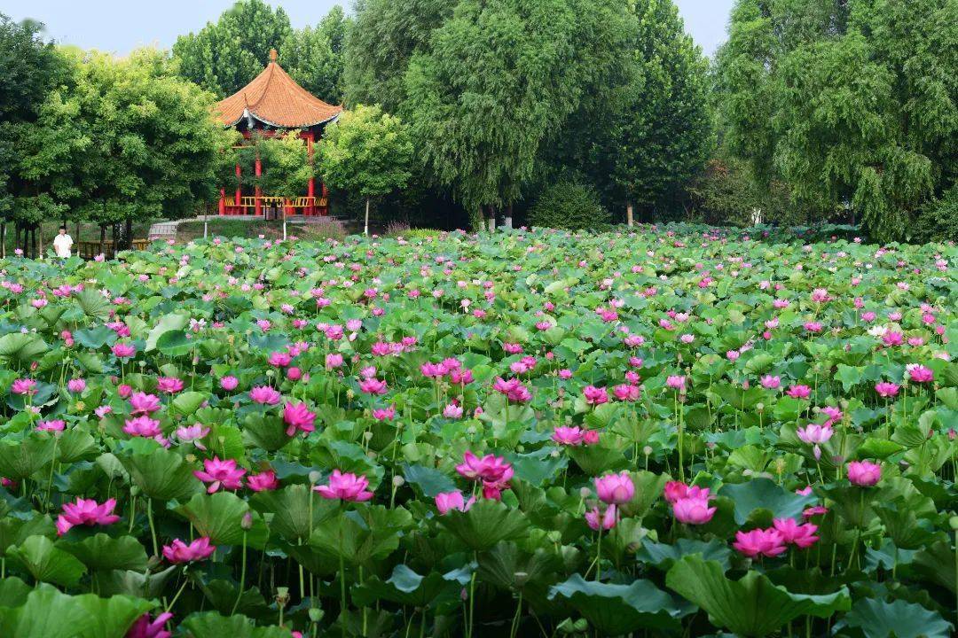 太行泉城 美丽邢台|南和兴和园:生态湖扮靓新城区_活动区_健身_休闲