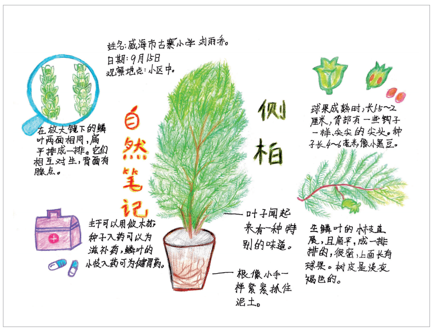 自然笔记植物 简易图片