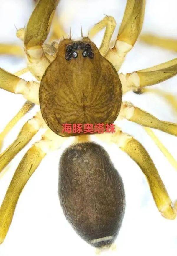 广西蜘蛛名录图片