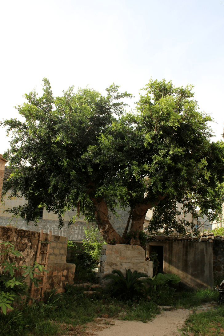 古树名木 | 004笔管榕_cm_椭圆形_雌花