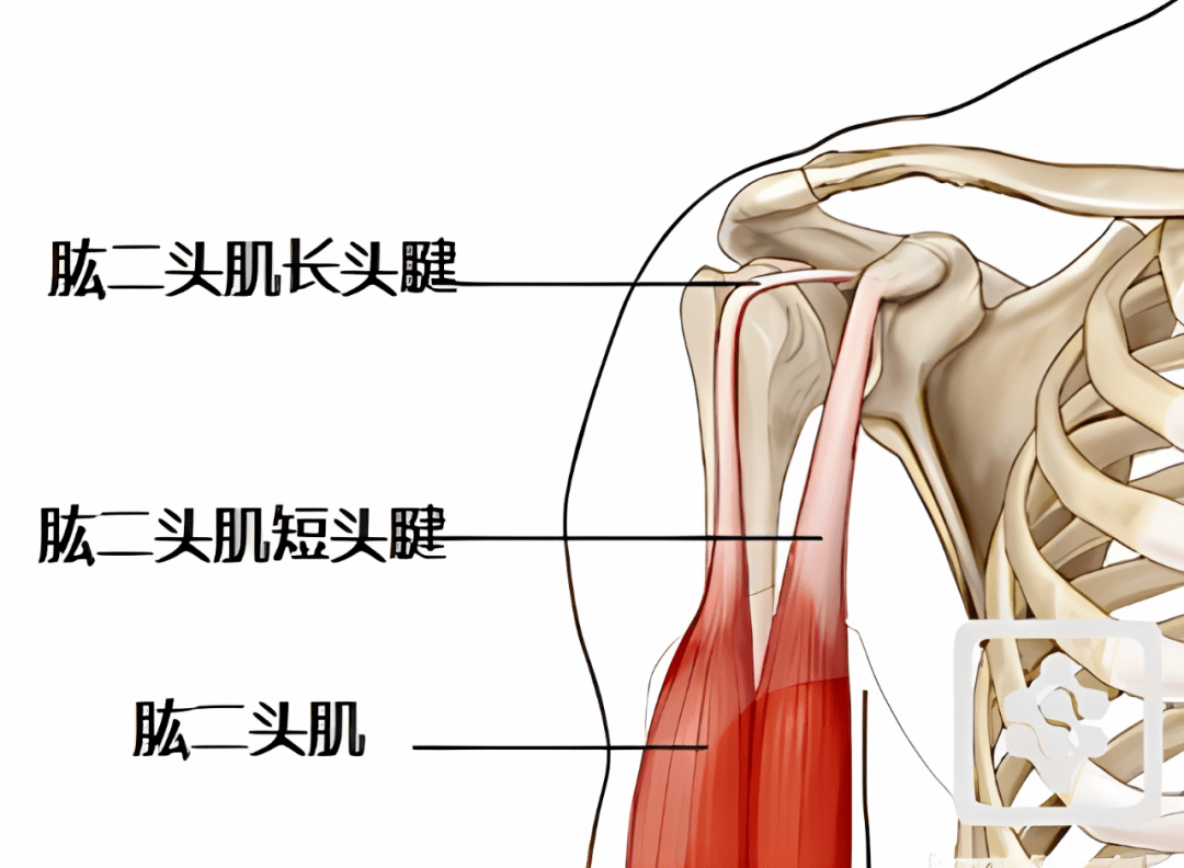 肱二头肌长头腱复合体图片