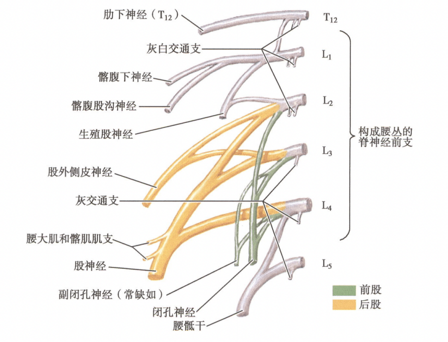 股神经支配区域图片